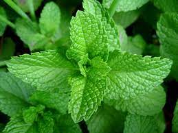 Mint Leaves/Pudina Patta