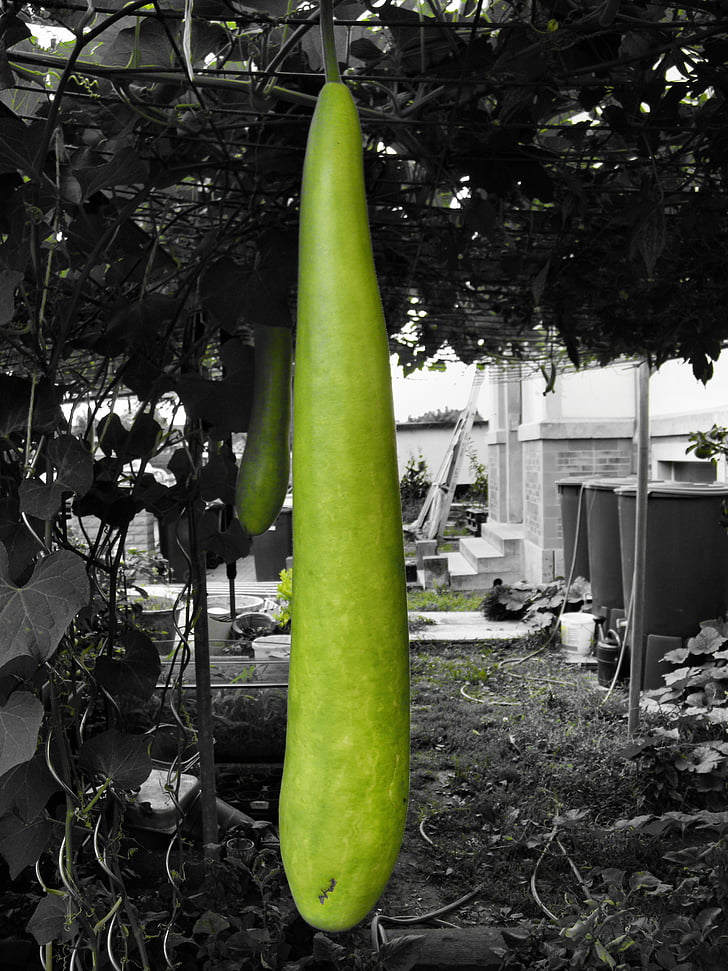 Bottle Gourd/Lauki