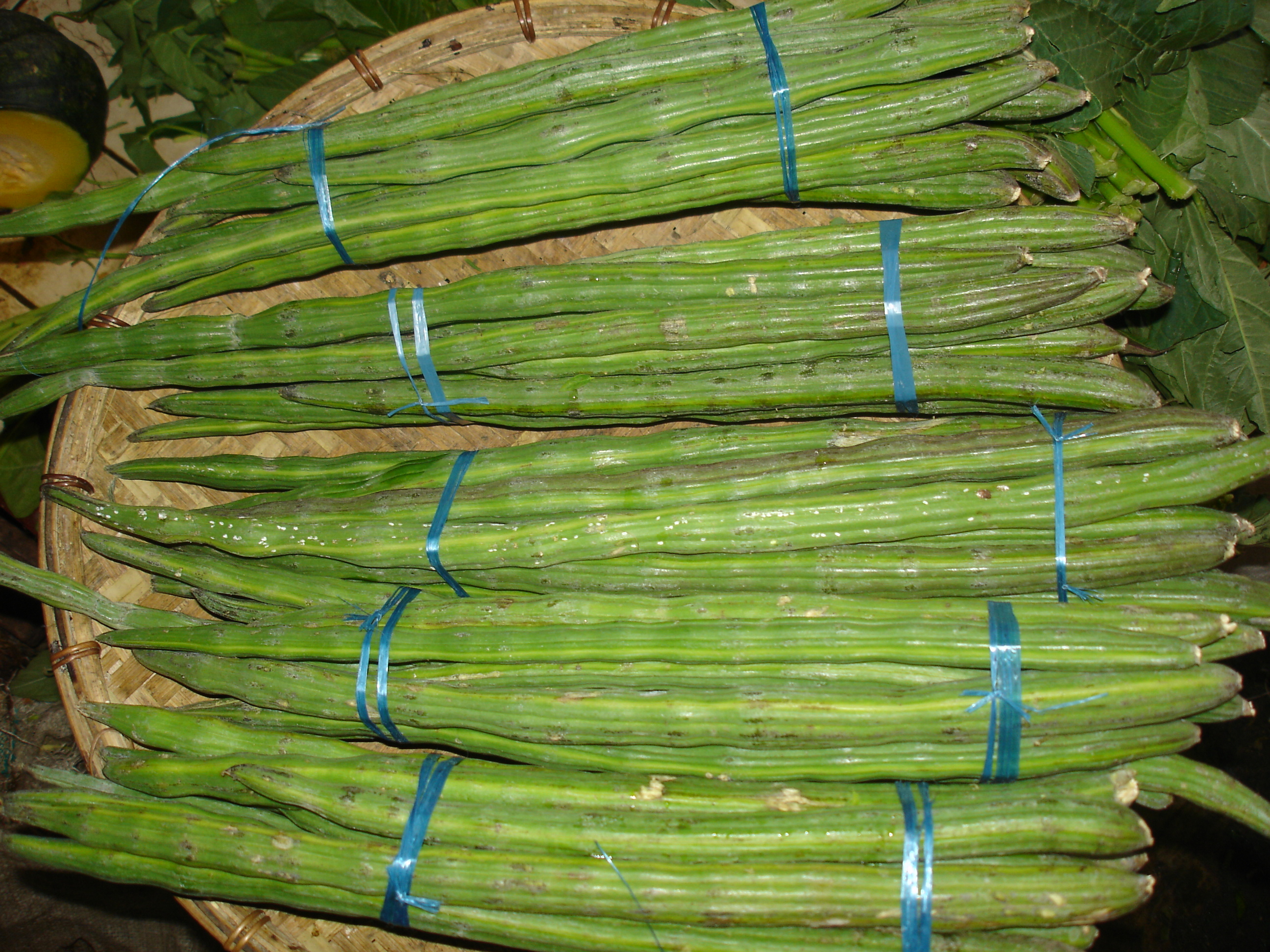 Drum Stick/Danta/Sahjan