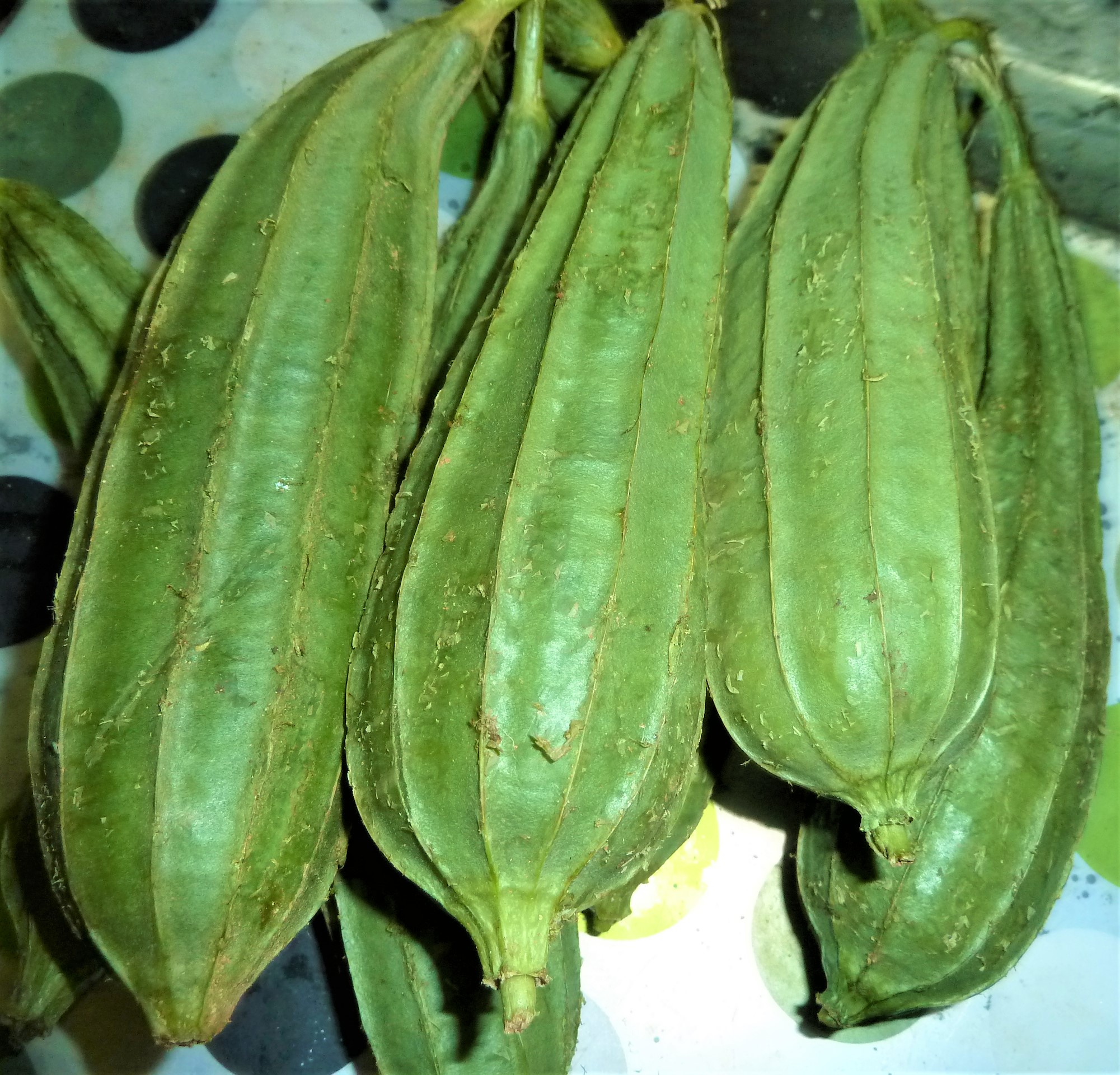 Ridge Gourd/Toru
