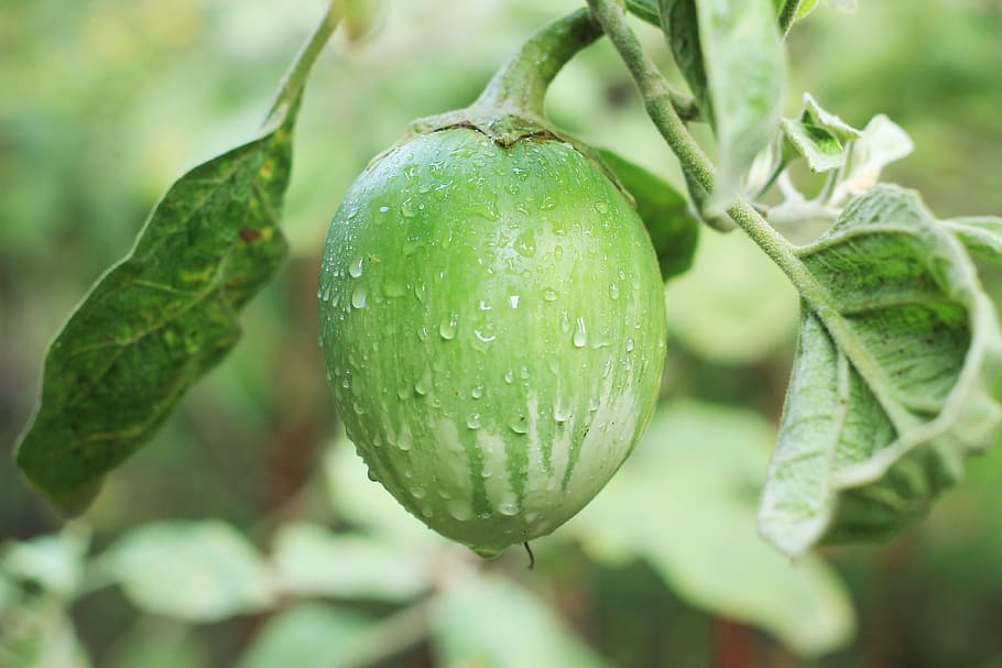 White/Light Green Brinjal/Hara/Sada Baigan (Bada)