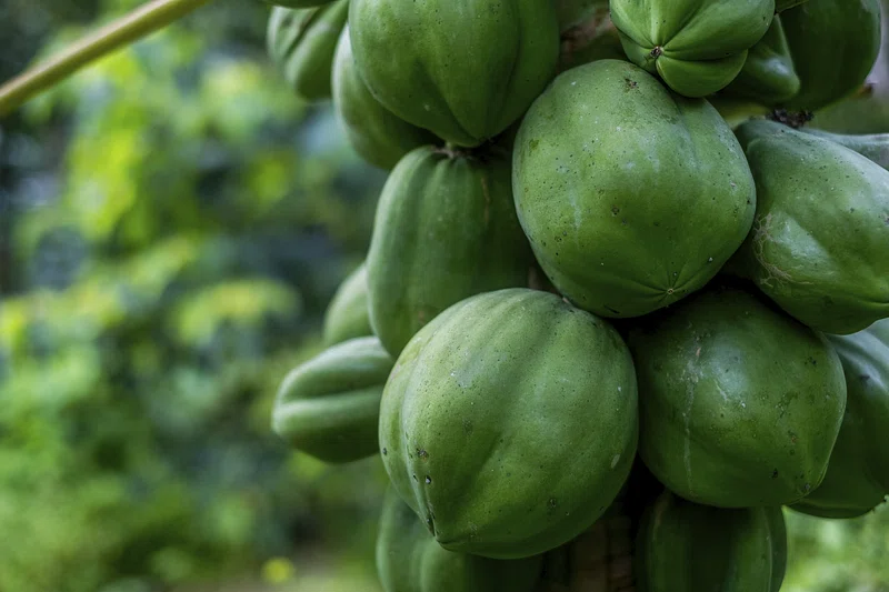 Raw Green Papaya/Kacha Papita