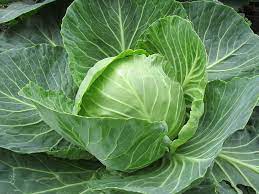 Cabbage/Patta Gobi/Band Gobi